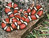 Red milk snake.JPG