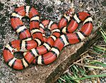 Red milk snake