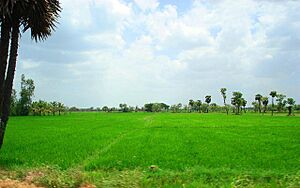 Rice paddy fields