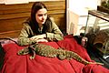 Savannah Monitor (141593814)