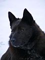 Schipperke image 001