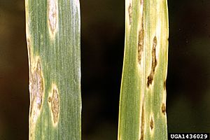 Septoria tritici 1436029