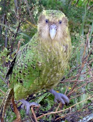 Sirocco full length portrait.jpg