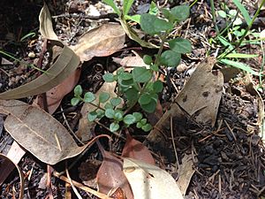 Somersby mintbush