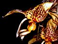 Stanhopea shuttleworthii Orchi 01