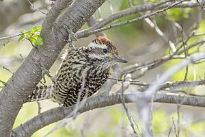 Striped woodpecker (Picoides lignarius) - Torres del Paine National Park 08