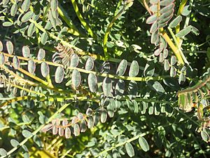 Swainsona procumbens P6120075.jpg