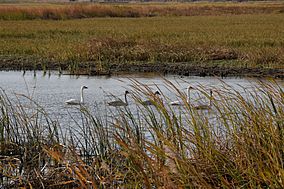 Swan Family (15678398946).jpg