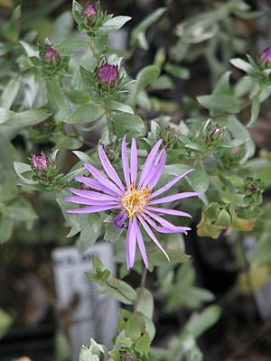 Symphyotrichum sericeum (15354337036).jpg