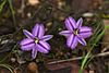 Thysanotus patersonii.jpg