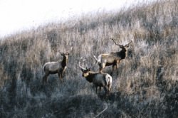 Tule Elk Basking Ridge Park, Santa Clara County Edgerton 2009-12-24