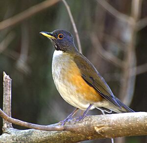 Turdus albicollis, crop.jpg