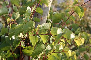 Vitis rupestris Weinsberg 20071016.jpg