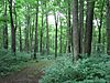 A path through a green forest with many shrubs