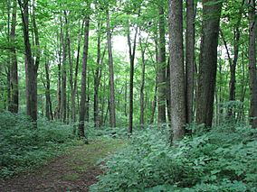 Warriors Path State Park.jpg