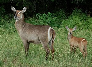 Waterbok2