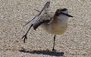 White-fronted Plover SJ1