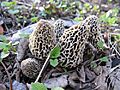 White Morel IMG 0399