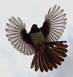 Will wagtail flight