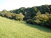 Wooded valley side, on Goscott Farm - geograph.org.uk - 983568.jpg