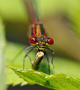 2012-05-24 15-00-34-Pyrrhosoma nymphula