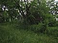 Abandoned farmhouse, overgrown