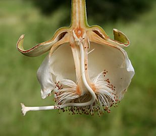 Adansonia digitata MS 6682-2