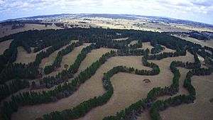 Agroforestry contour planting