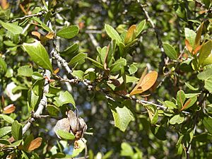 Alectryon diversifolius foliage