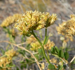 Amphipappus fremontii 4.jpg