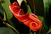 Anthurium scherzerianum 2