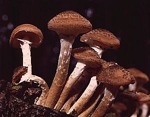 Armillaria ostoyae.jpg