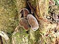 Auricularia polytricha.jpg