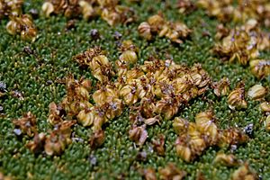 Azorella compacta close-up