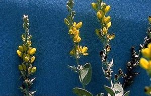 Baptisia arachnifera 2.jpg