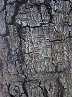 Bark of Albizia lebbeck