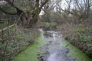 Begwary Brook 3