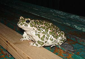 Bufo viridis sc.JPG