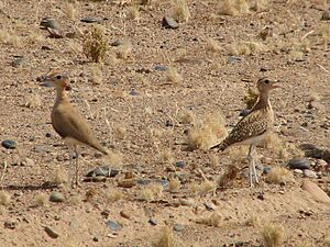 Burchell's Courser