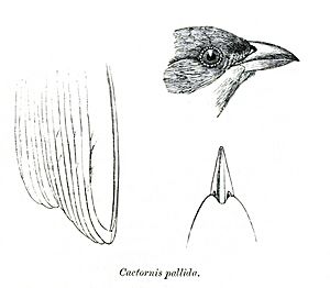 CactornisPallidaPZSL1870