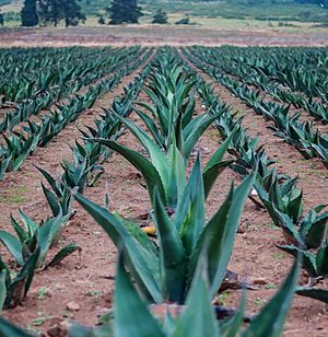 Campos de Maguey