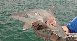 Carcharhinus acronotus noaa