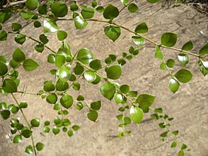 Carissa ovata leaves