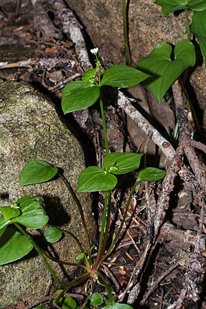 Claytonia sibirica 9292.JPG