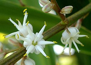 Cordyline australis (III)