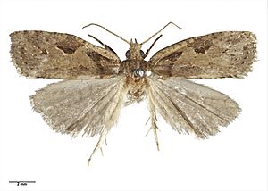 Ctenopseustis fraterna (Philpott, 1930) AMNZ21947.jpg