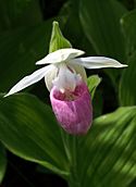 Cypripedium reginae Orchi 004.jpg