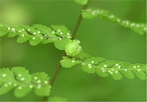 Cystopteris bulbifera bulblet