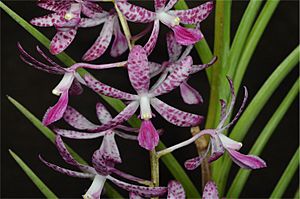 Dipodium ensifolium.jpg