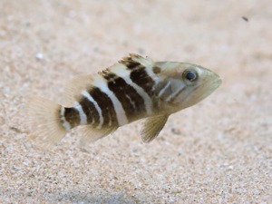 Epinephelus aeneus juvenile